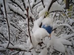Immer noch Schnee...